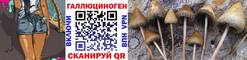 блэк спрут как зайти  Озёрск  Псилоцибиновые грибы Psilocybe 